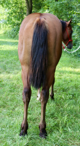 HorseID: 2300468 NF RockPaperDynamite - PhotoID: 1082104