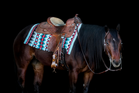 HorseID: 2300494 ILLBEYOHUCKLEBERRY - PhotoID: 1081997