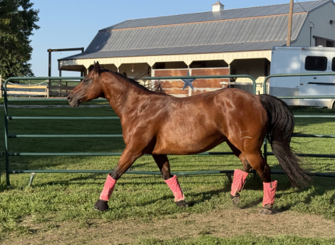 HorseID: 2300494 ILLBEYOHUCKLEBERRY - PhotoID: 1081998