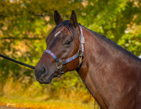 HorseID: 2300494 ILLBEYOHUCKLEBERRY - PhotoID: 1081999