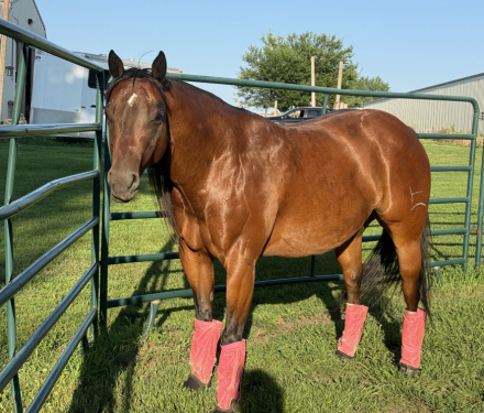 HorseID: 2300494 ILLBEYOHUCKLEBERRY - PhotoID: 1082000