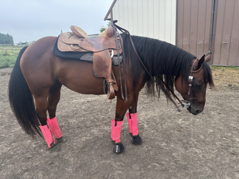 HorseID: 2300494 ILLBEYOHUCKLEBERRY - PhotoID: 1082001