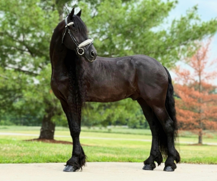 HorseID: 2300513 Sjeark - PhotoID: 1082015