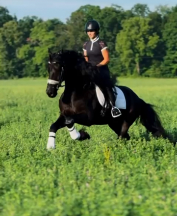 HorseID: 2300513 Sjeark - PhotoID: 1082016