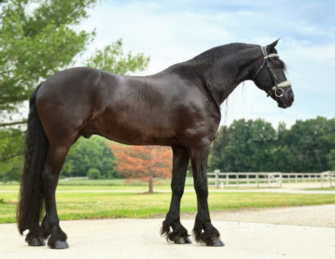 HorseID: 2300513 Sjeark - PhotoID: 1082017