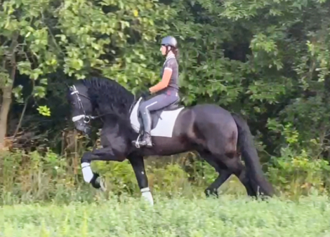 HorseID: 2300513 Sjeark - PhotoID: 1082018