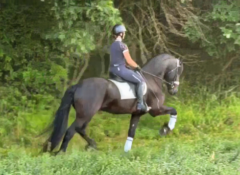 HorseID: 2300513 Sjeark - PhotoID: 1082019