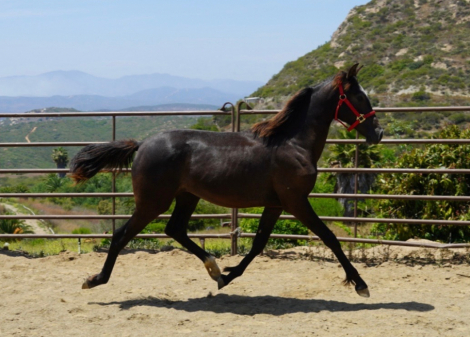 HorseID: 2300515 Magica EDI - PhotoID: 1082025