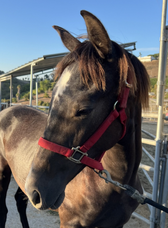 HorseID: 2300515 Magica EDI - PhotoID: 1082026