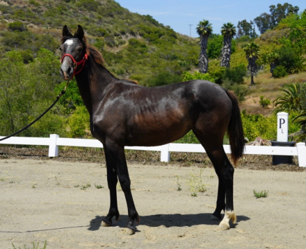 HorseID: 2300515 Magica EDI - PhotoID: 1082027