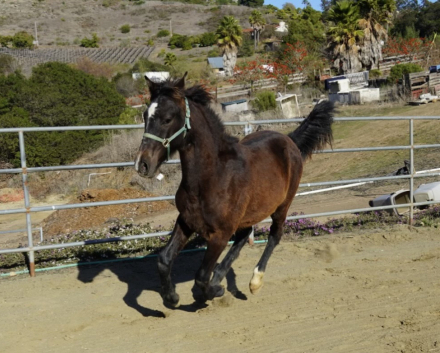 HorseID: 2300515 Magica EDI - PhotoID: 1082028