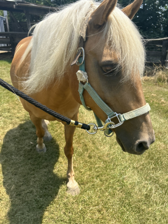 HorseID: 2300516 Cali & Liberty - PhotoID: 1082024