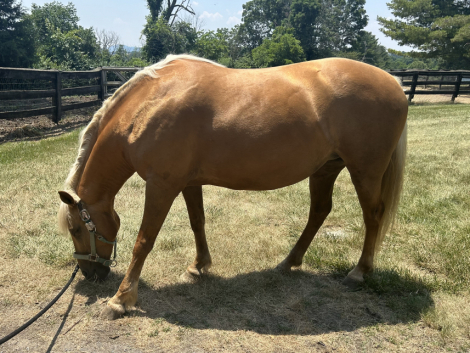 HorseID: 2300516 Cali & Liberty - PhotoID: 1082095