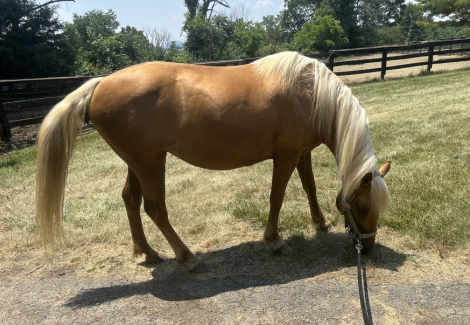 HorseID: 2300516 Cali & Liberty - PhotoID: 1082096