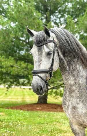 HorseID: 2300519 Allard - PhotoID: 1082029