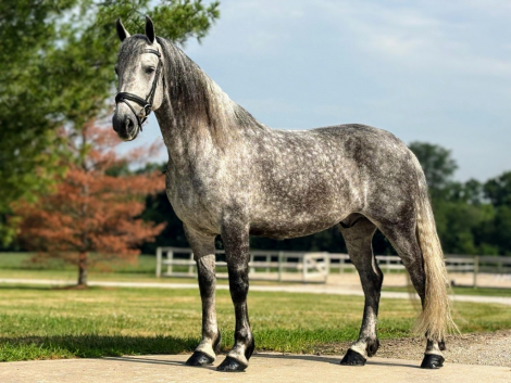 HorseID: 2300519 Allard - PhotoID: 1082030