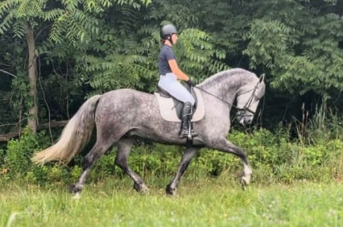 HorseID: 2300519 Allard - PhotoID: 1082031