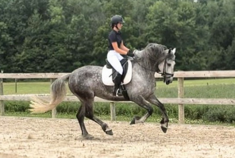 HorseID: 2300519 Allard - PhotoID: 1082032