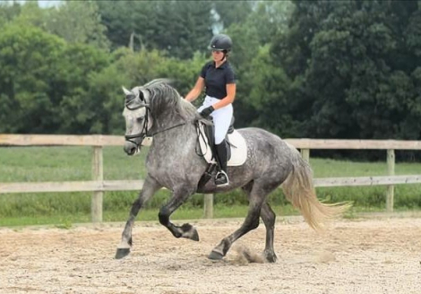 HorseID: 2300519 Allard - PhotoID: 1082033