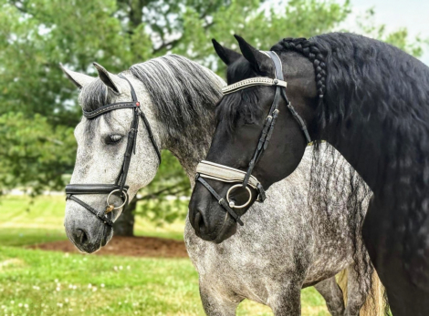 HorseID: 2300519 Allard - PhotoID: 1082034