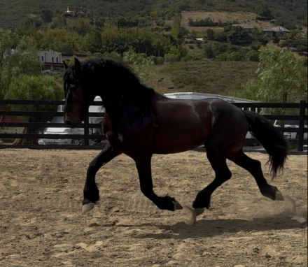 HorseID: 2300521 Zeus - PhotoID: 1082036