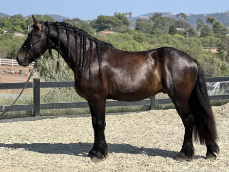 HorseID: 2300521 Zeus - PhotoID: 1082038