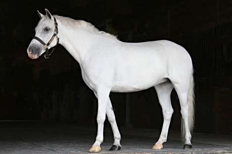 HorseID: 2300524 My Fair Lady - PhotoID: 1082044