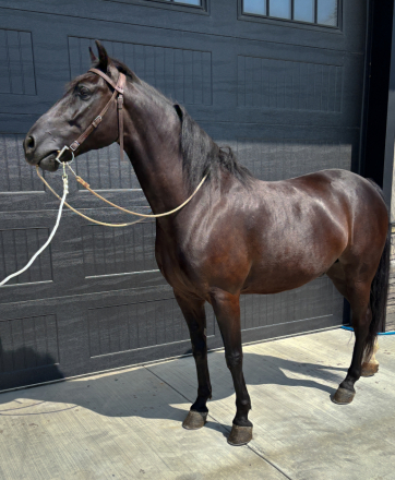 HorseID: 2300531 Moonlight - PhotoID: 1082046