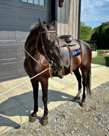 HorseID: 2300531 Moonlight - PhotoID: 1082047