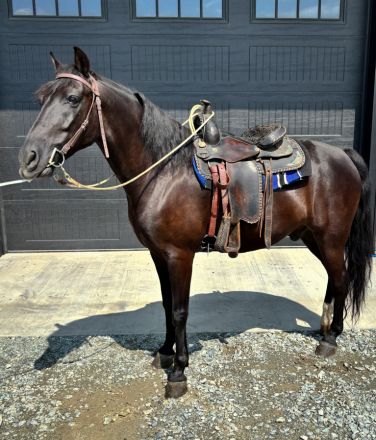 HorseID: 2300531 Moonlight - PhotoID: 1082048