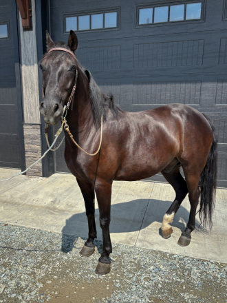 HorseID: 2300531 Moonlight - PhotoID: 1082049