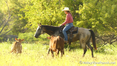 HorseID: 2300534 JD Streakin Chick - PhotoID: 1082053