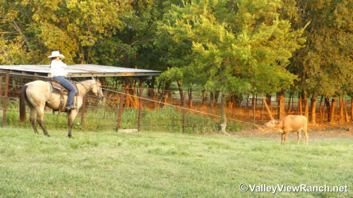 HorseID: 2300534 JD Streakin Chick - PhotoID: 1082054