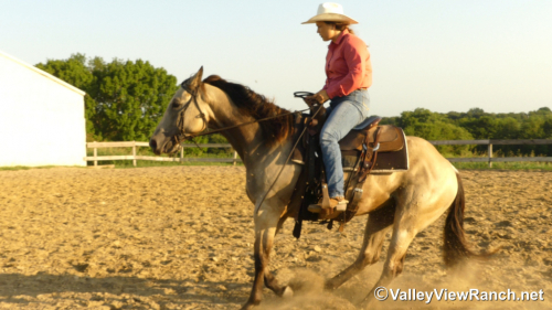 HorseID: 2300534 JD Streakin Chick - PhotoID: 1082056