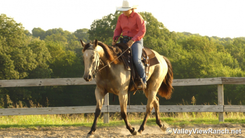 HorseID: 2300534 JD Streakin Chick - PhotoID: 1082058