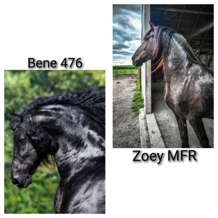 HorseID: 2300536 In Utero 2026 Friesian Foal - PhotoID: 1082060