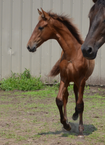 HorseID: 2300542 Starstruck Maestro - PhotoID: 1082072