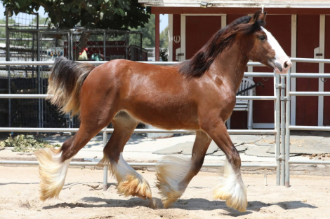 HorseID: 2300557 Hideaway Hallucination - PhotoID: 1082086