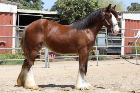 HorseID: 2300557 Hideaway Hallucination - PhotoID: 1082087