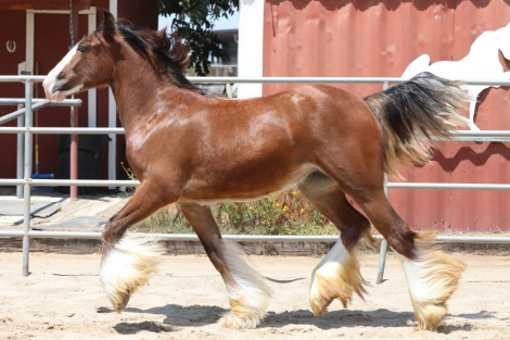 HorseID: 2300557 Hideaway Hallucination - PhotoID: 1082088