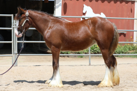 HorseID: 2300557 Hideaway Hallucination - PhotoID: 1082089