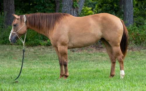 HorseID: 2300564 COCO NU CHEX - PhotoID: 1099059