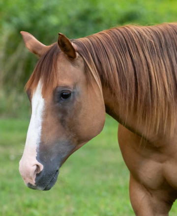 HorseID: 2300564 COCO NU CHEX - PhotoID: 1099061