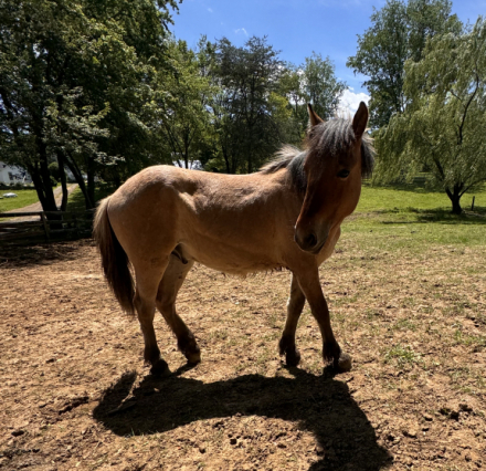 HorseID: 2300573 Trippin Over Stix - PhotoID: 1082128