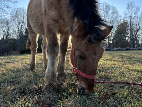 HorseID: 2300573 Trippin Over Stix - PhotoID: 1082129