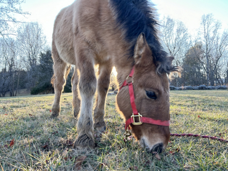 HorseID: 2300573 Trippin Over Stix - PhotoID: 1082130