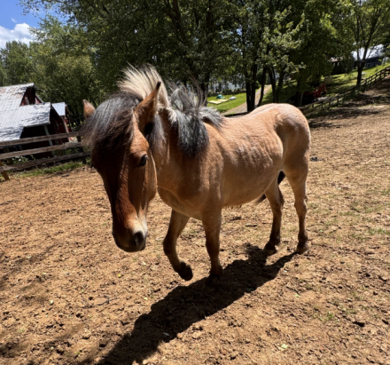 HorseID: 2300573 Trippin Over Stix - PhotoID: 1082131