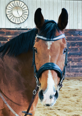 HorseID: 2300601 S-Indiana Jones - PhotoID: 1082190