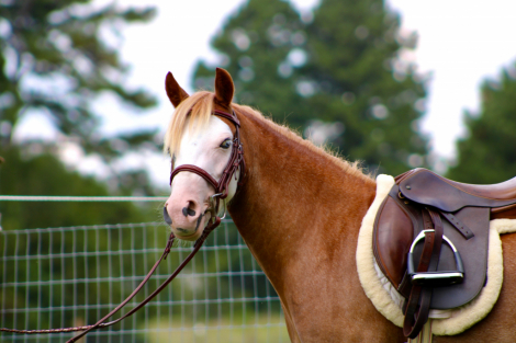 HorseID: 2300606 Blugrass Dream Big - PhotoID: 1082197