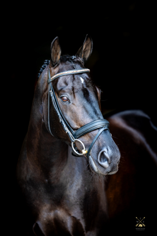 HorseID: 2300618 Traum Junge - PhotoID: 1082205